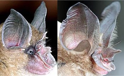 bat-nose-picture